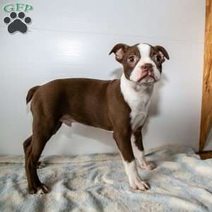 Comet, Boston Terrier Puppy